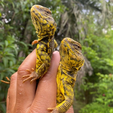 Yellow Uromastyx