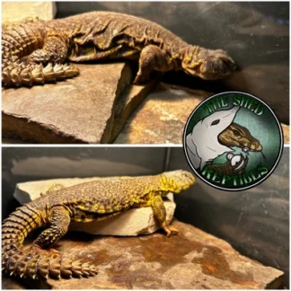 PAIR 1.1 Yellow Uromastyx