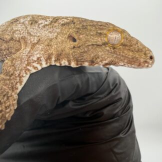 Isle of Pine Leachianus Gecko Male #111825-07