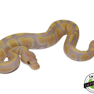 Candy Ball Python Baby