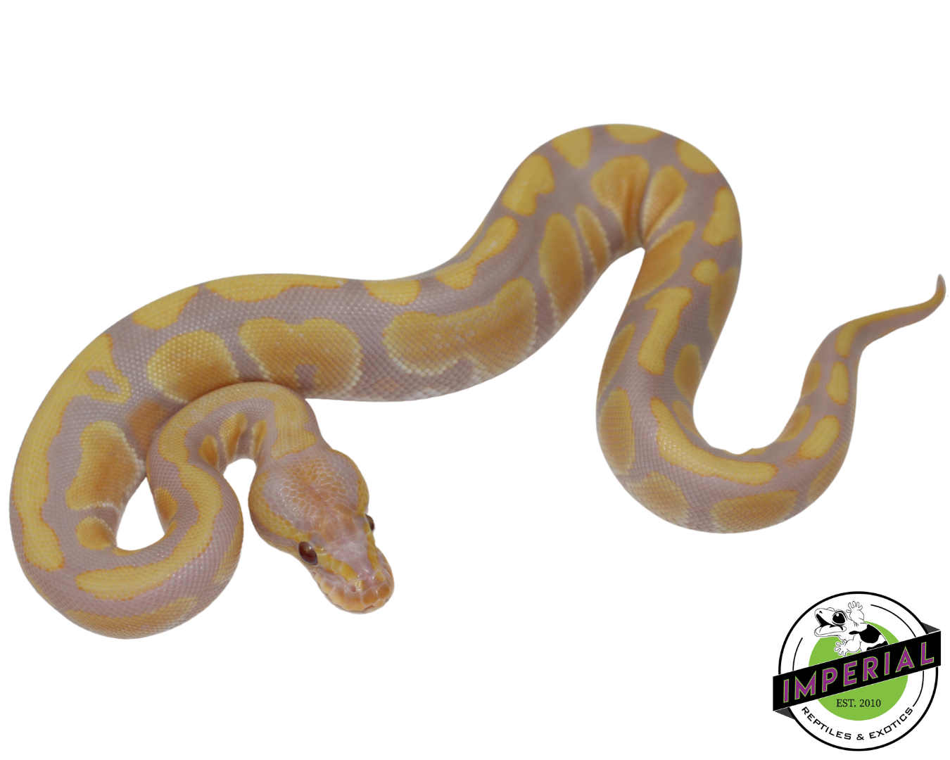 Candy Ball Python Baby - Image 2