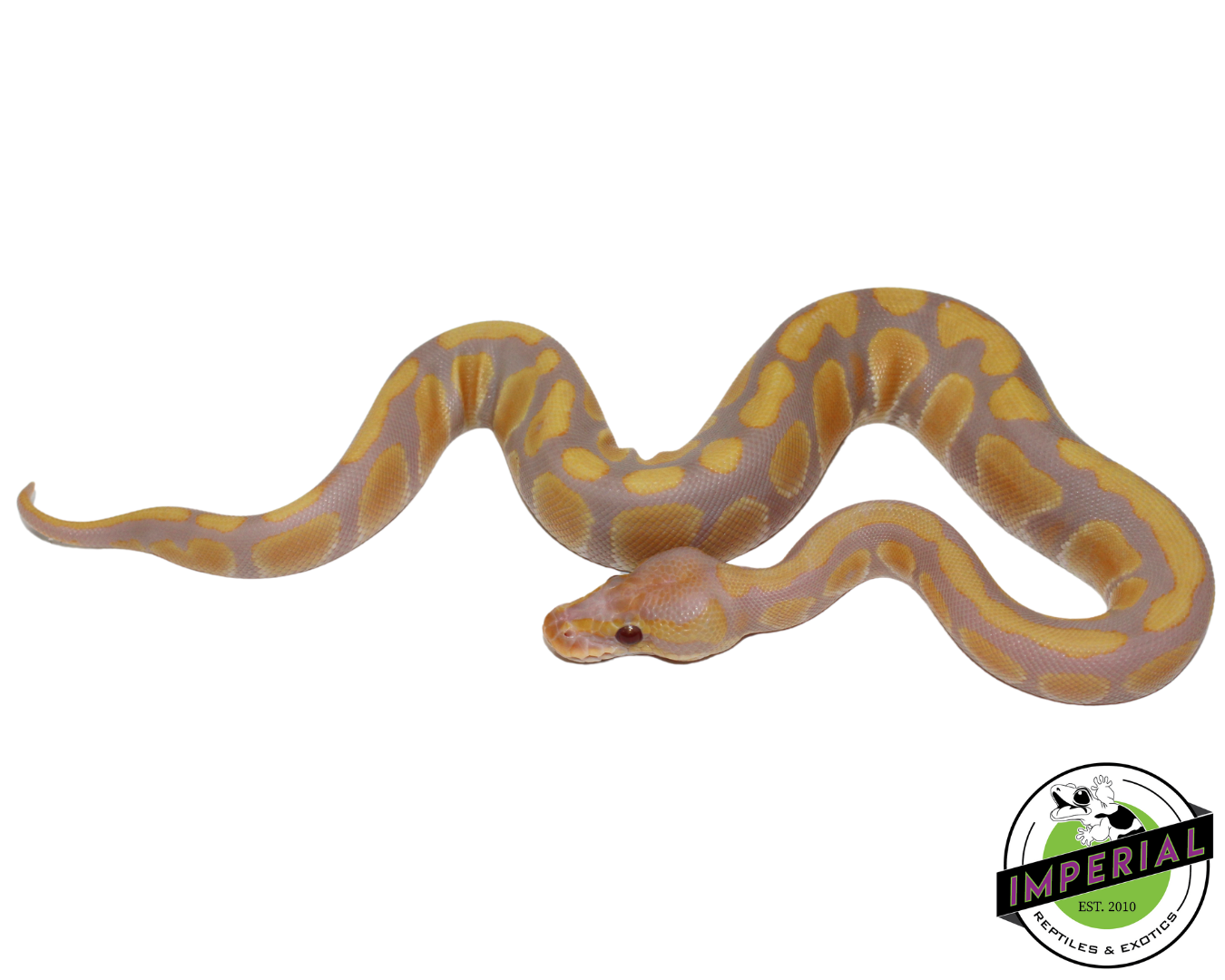 Candy Ball Python Baby - Image 3