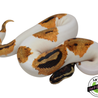 Orange Dream Piebald Ball Python