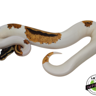 Orange Dream Pumpkin Pied Ball Python