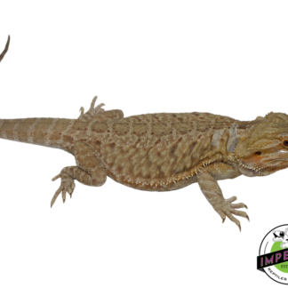 Leatherback Bearded Dragon Adult