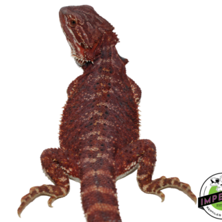 “Brick Red” Hypo Bearded Dragon Female (#21524-01)
