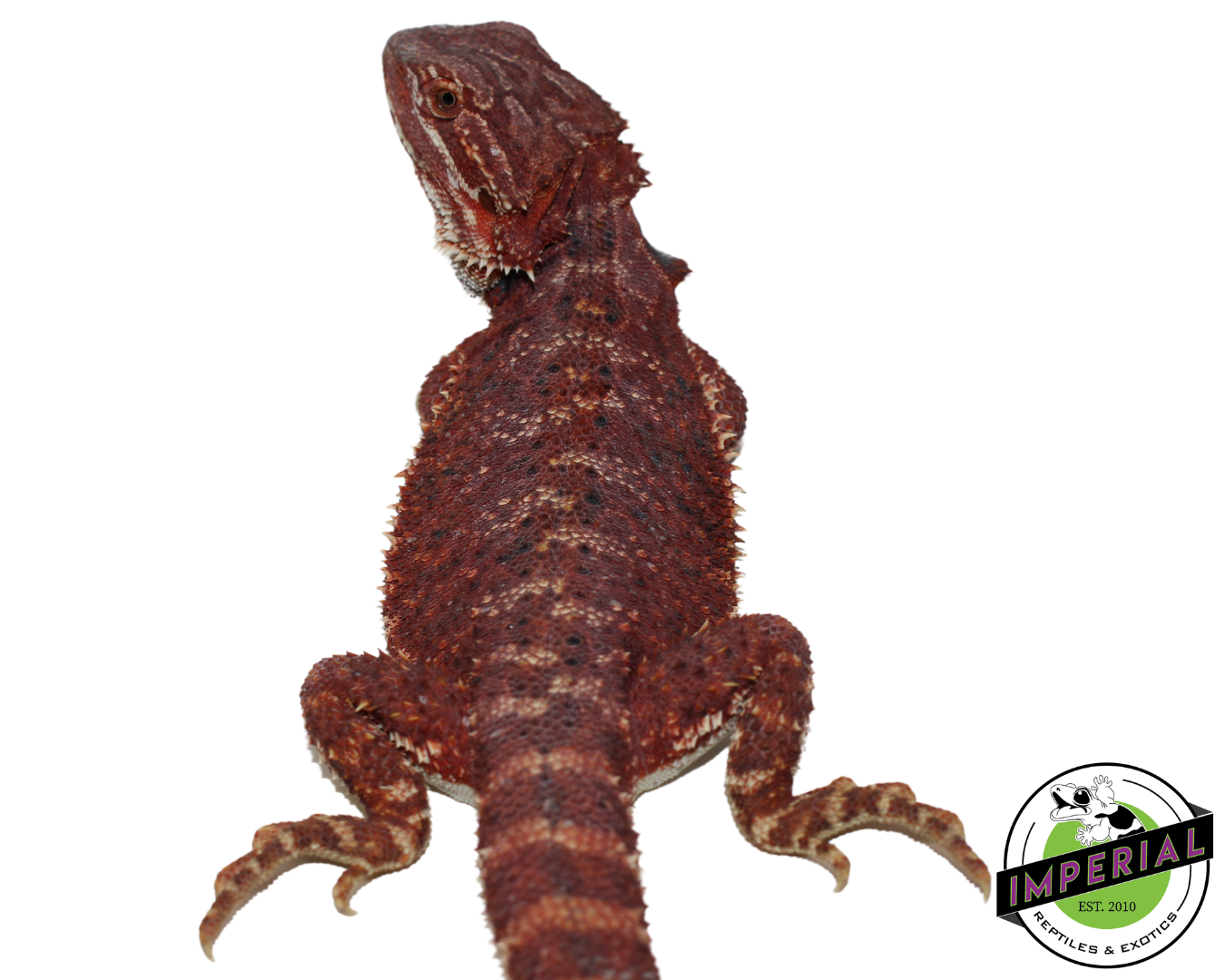 “Brick Red” Hypo Bearded Dragon Female (#21524-01)