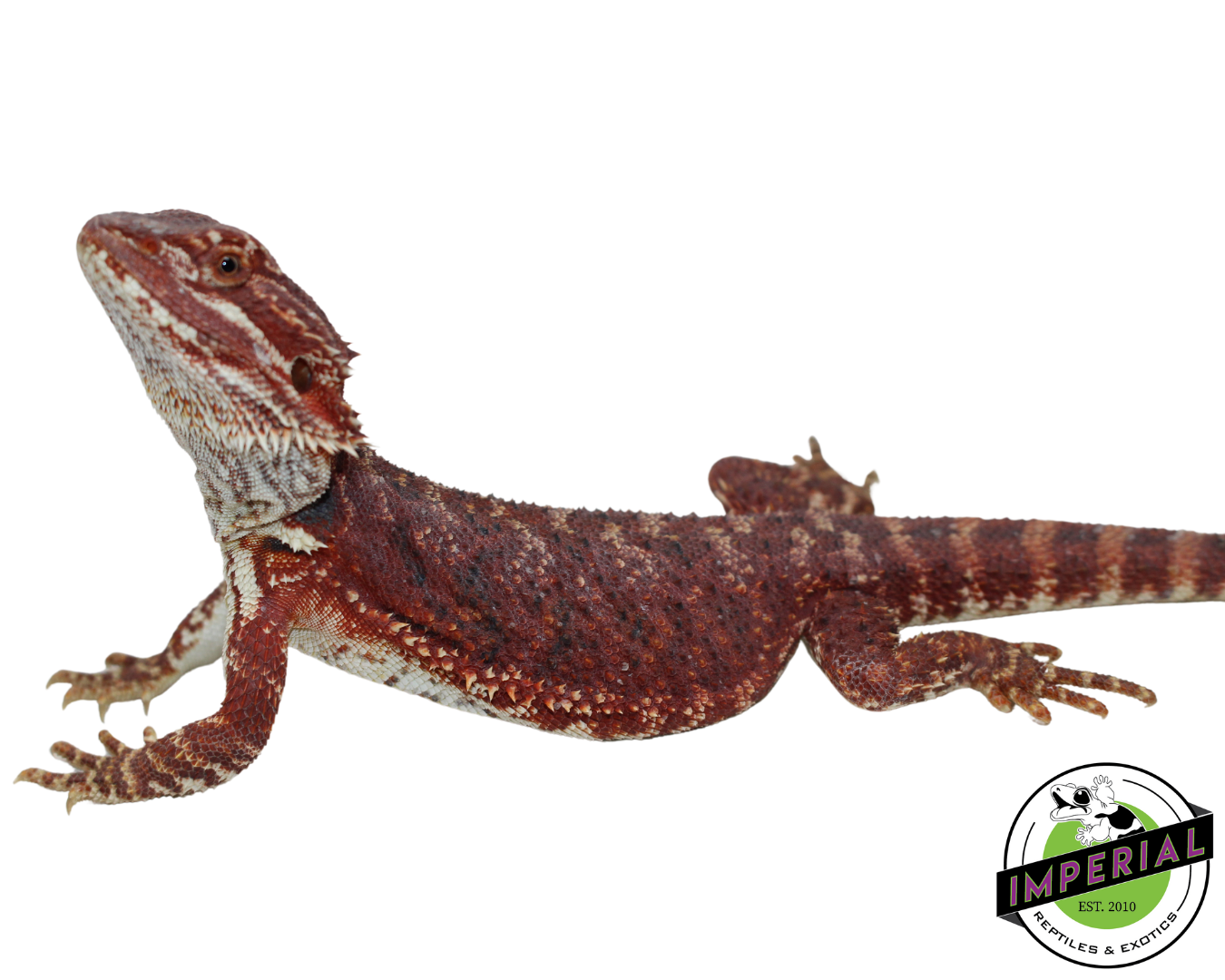 “Brick Red” Hypo Bearded Dragon Female (#21524-01) - Image 3