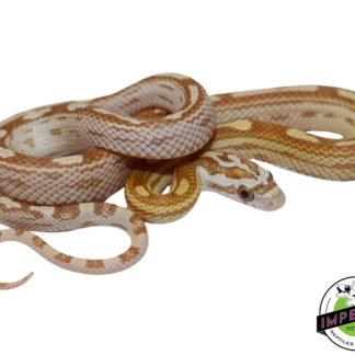 Motley Gold Dust Corn Snake Baby