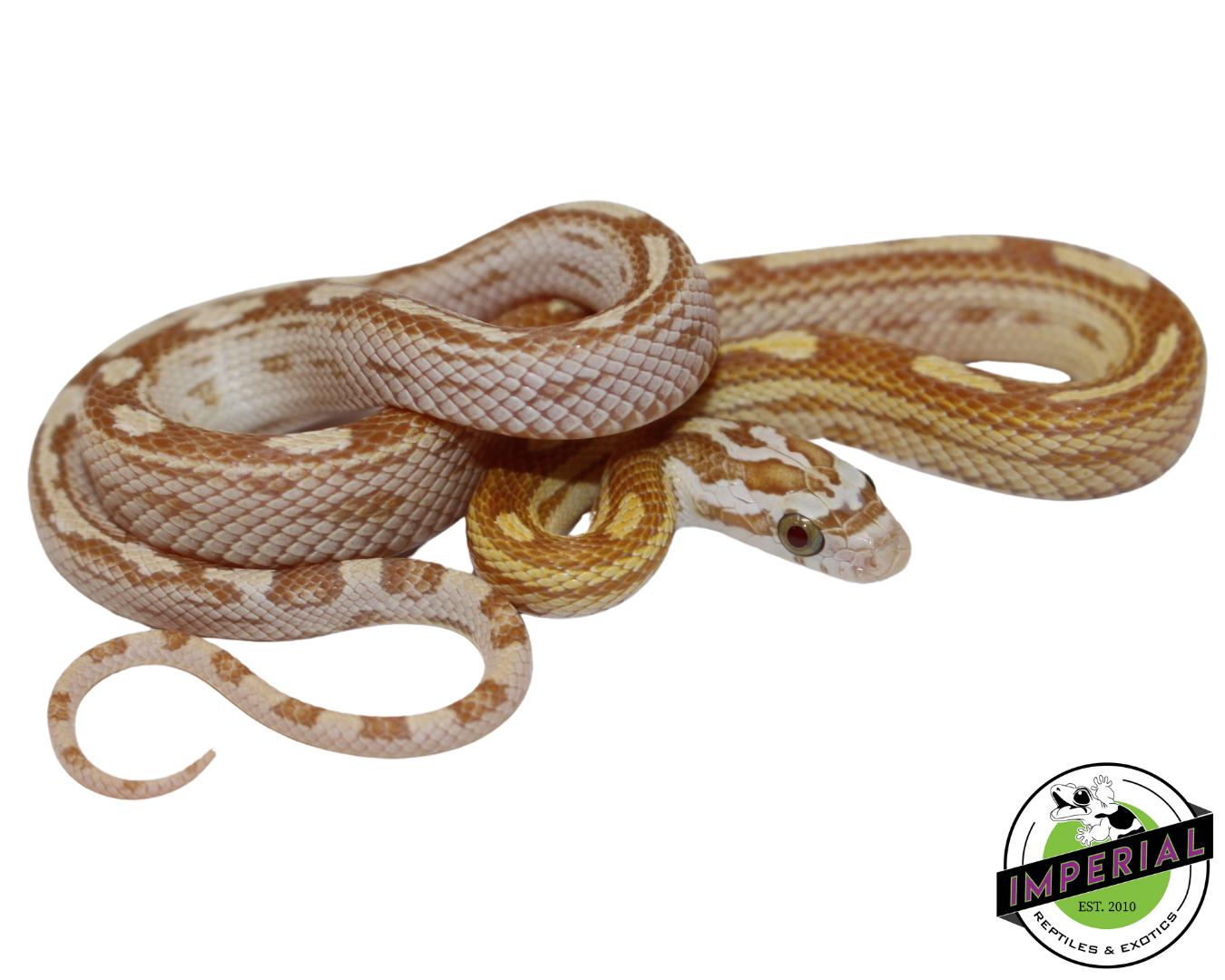 Motley Gold Dust Corn Snake Baby