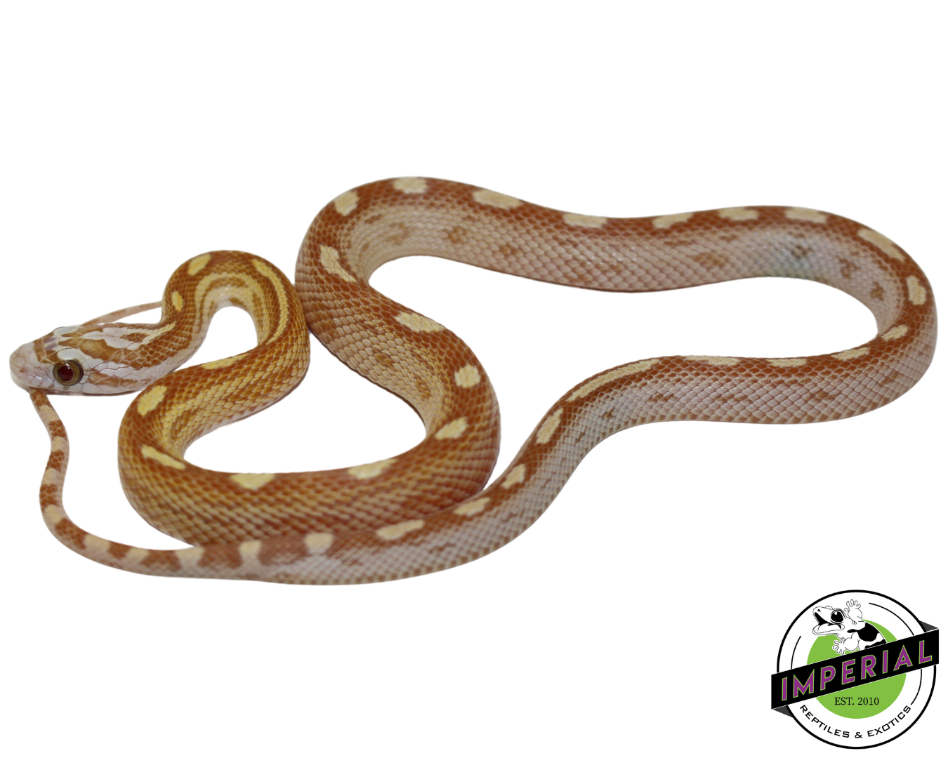 Motley Gold Dust Corn Snake Baby - Image 2