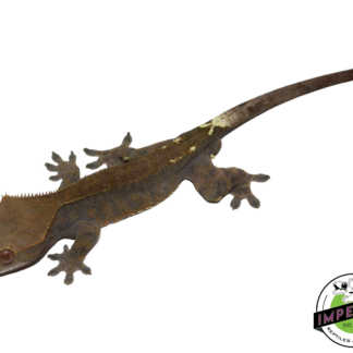 Cappuccino Crested Gecko Adult Male (#21924-01)