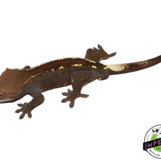 Cappuccino Crested Gecko Adult Male (#21924-02)