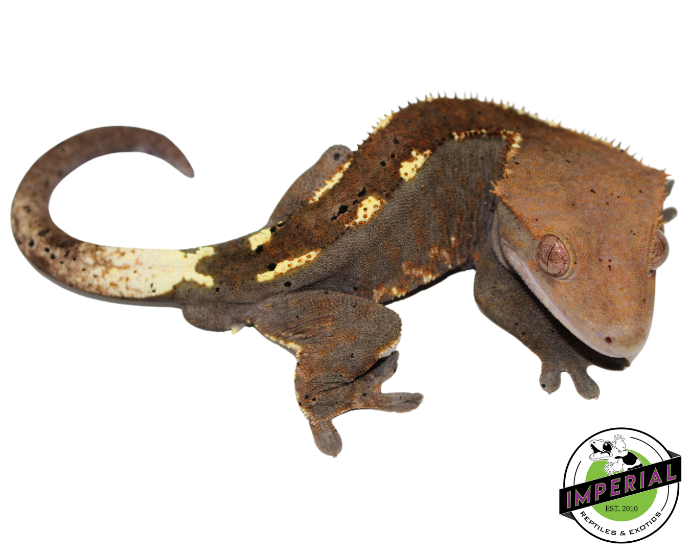 Cappuccino Crested Gecko Adult Male (#21924-02) - Image 2