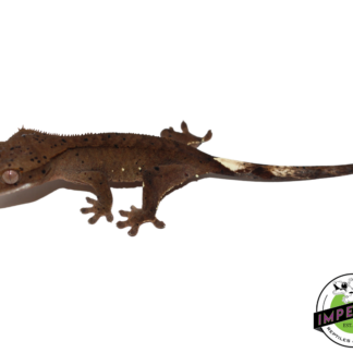 Super Dalmatian Crested Gecko Baby