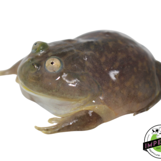 Budgett's Frog Baby
