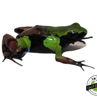 Green and Black Mantella