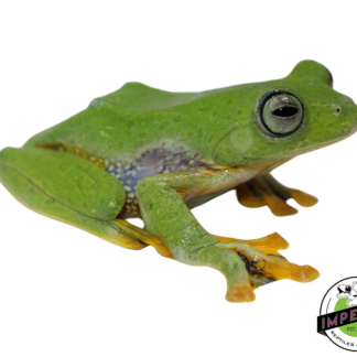 Blue Webbed Gliding Tree Frog