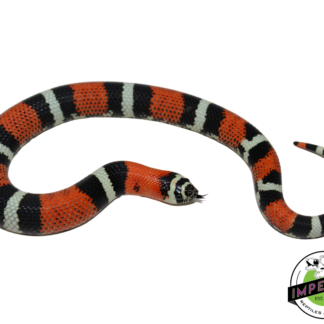 Tri Color Hognose Baby