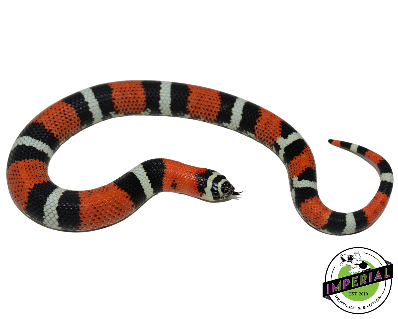 Tri Color Hognose Baby