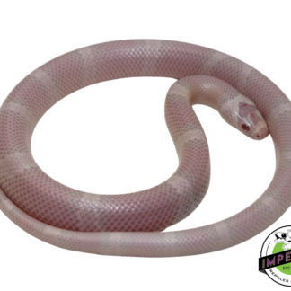 Snow Honduran Milk Snake Baby