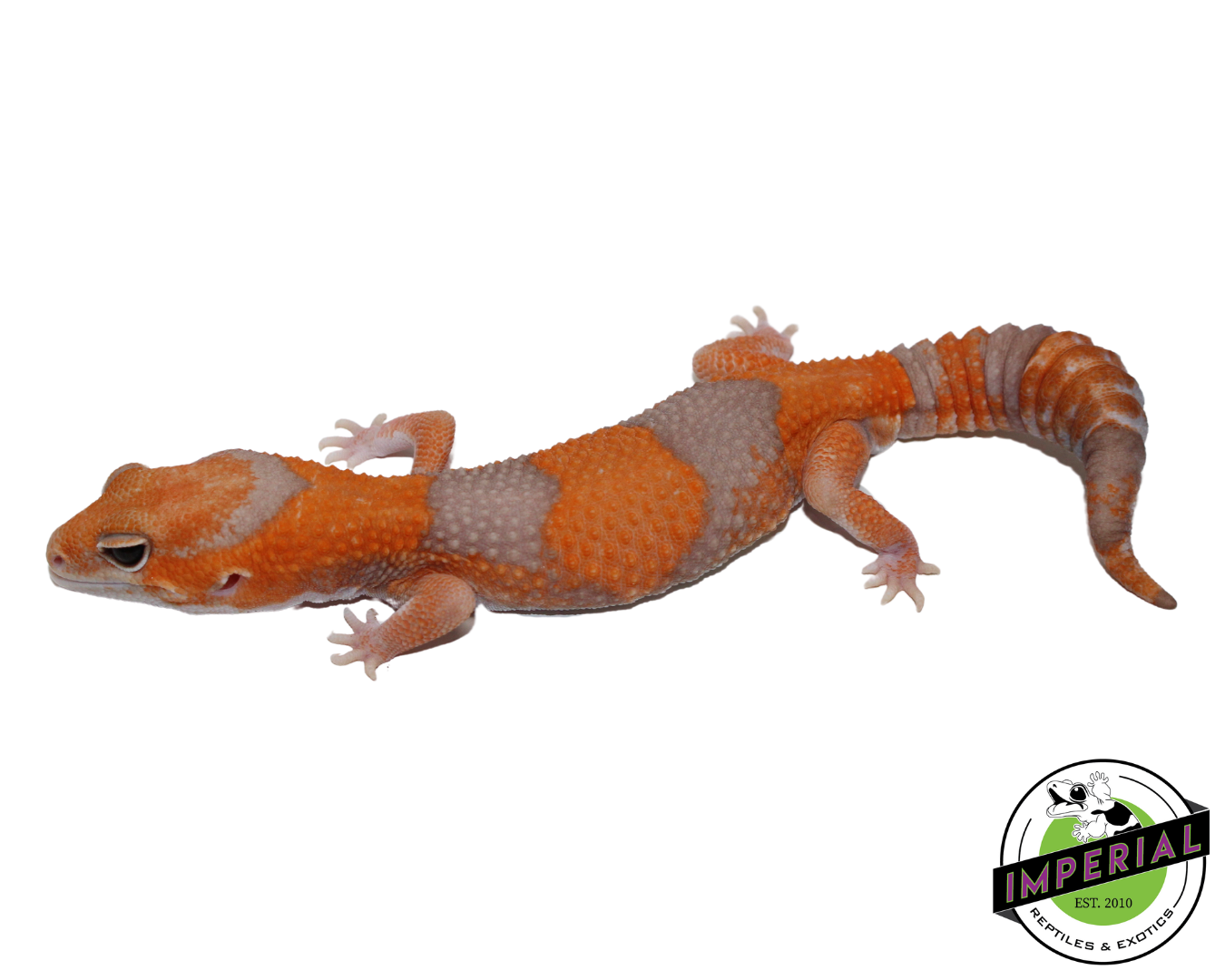 Tangerine Amel (Albino) African Fat Tail Gecko Adult