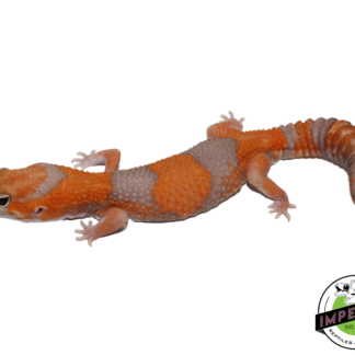 Tangerine Amel African Fat Tail Gecko Adult Male (#31524-02)