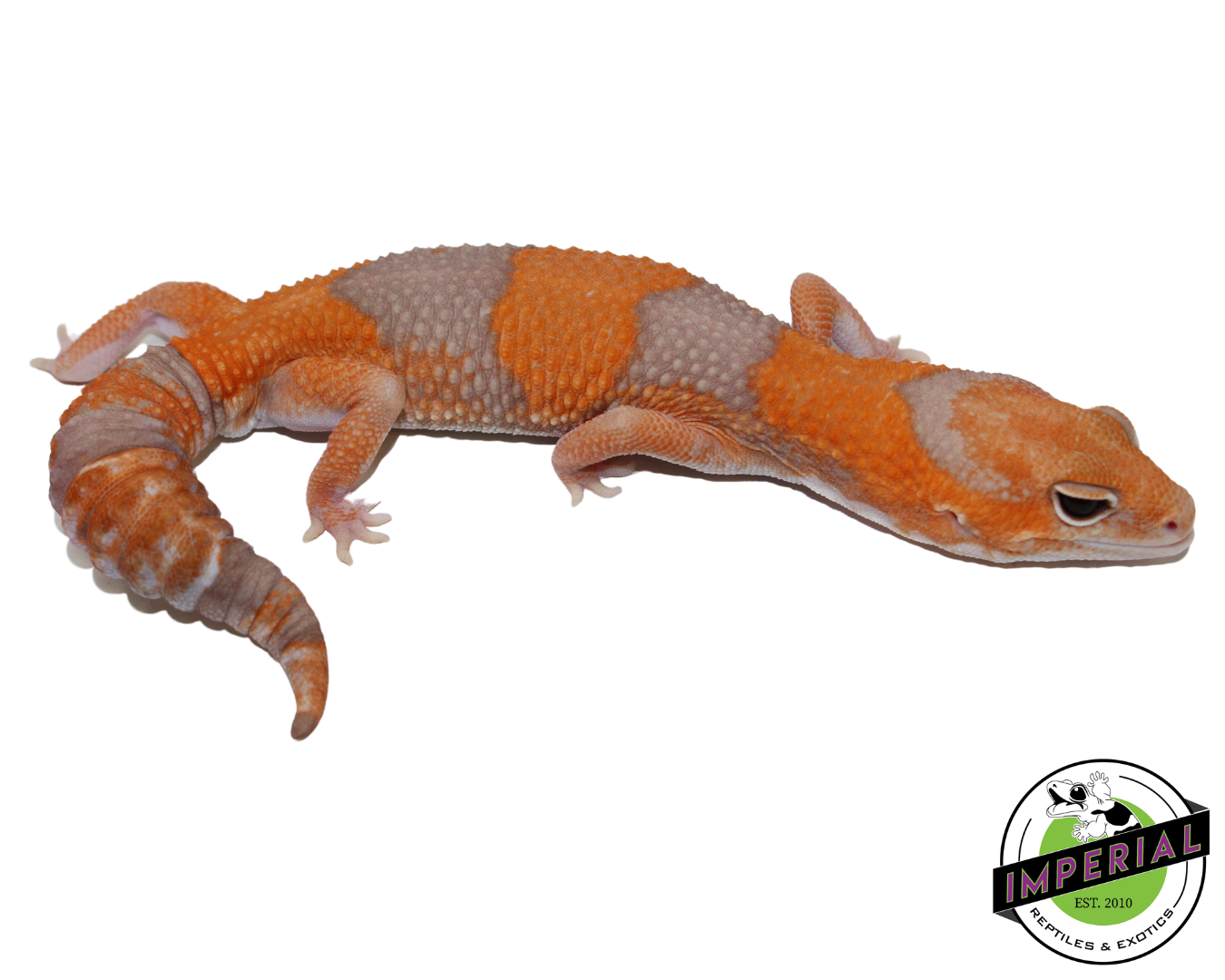 Tangerine Amel (Albino) African Fat Tail Gecko Adult - Image 2