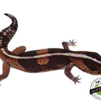 Batman African Fat Tail Gecko