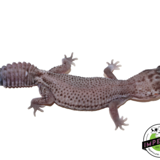 Oreo Patternless African Fat Tail Gecko (#31524-01)
