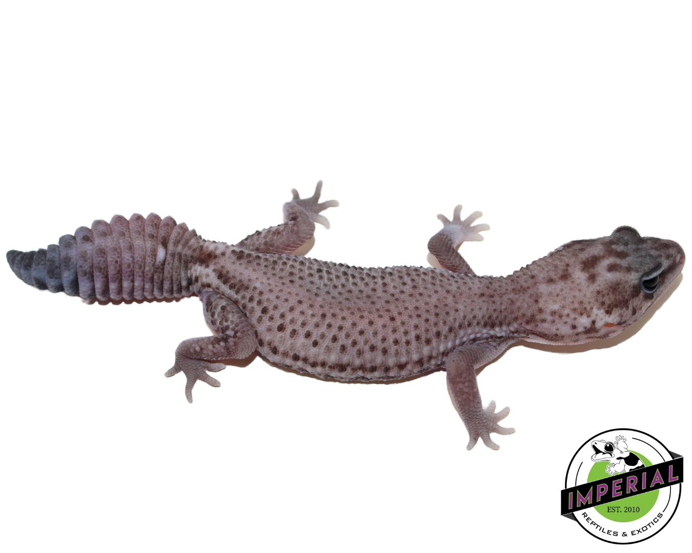 Oreo Patternless African Fat Tail Gecko (#31524-01)
