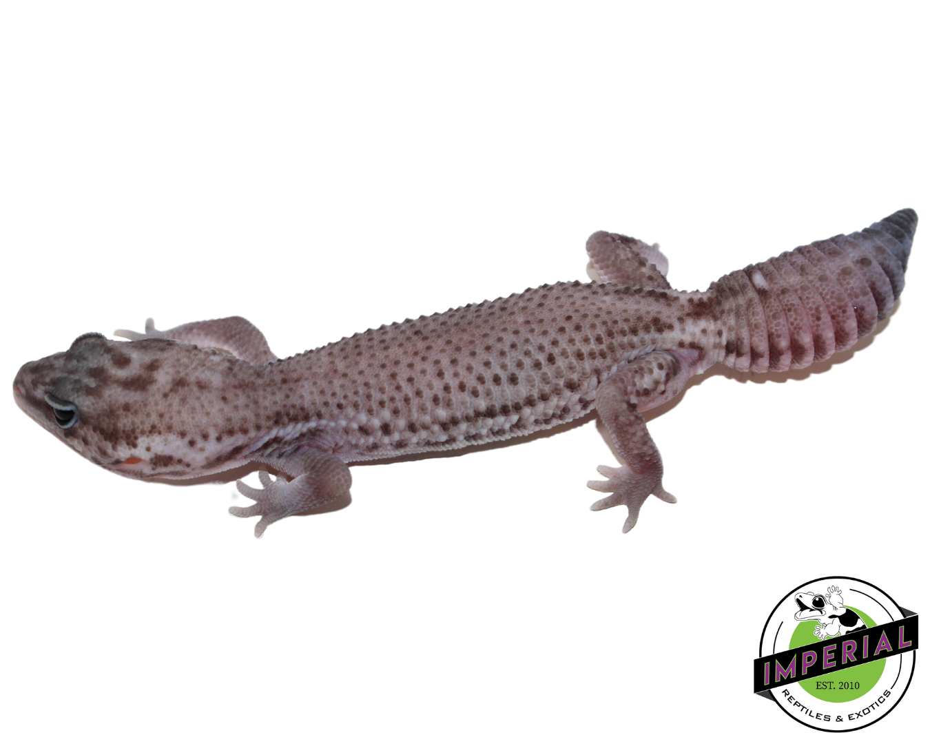 Oreo Patternless African Fat Tail Gecko (#31524-01) - Image 2