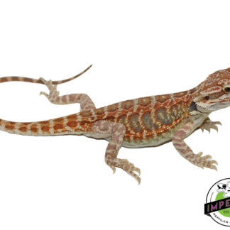 Citrus Tiger Hypo Leatherback Bearded Dragon Baby