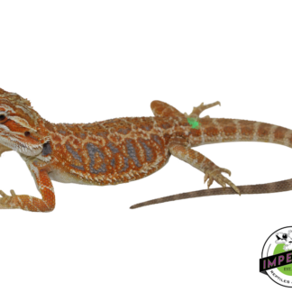 Hypo Red Tiger Bearded Dragon