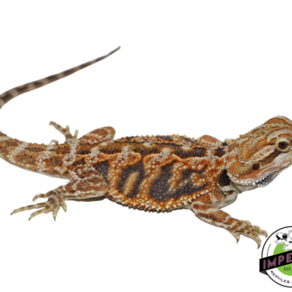 Tiger Bearded Dragon