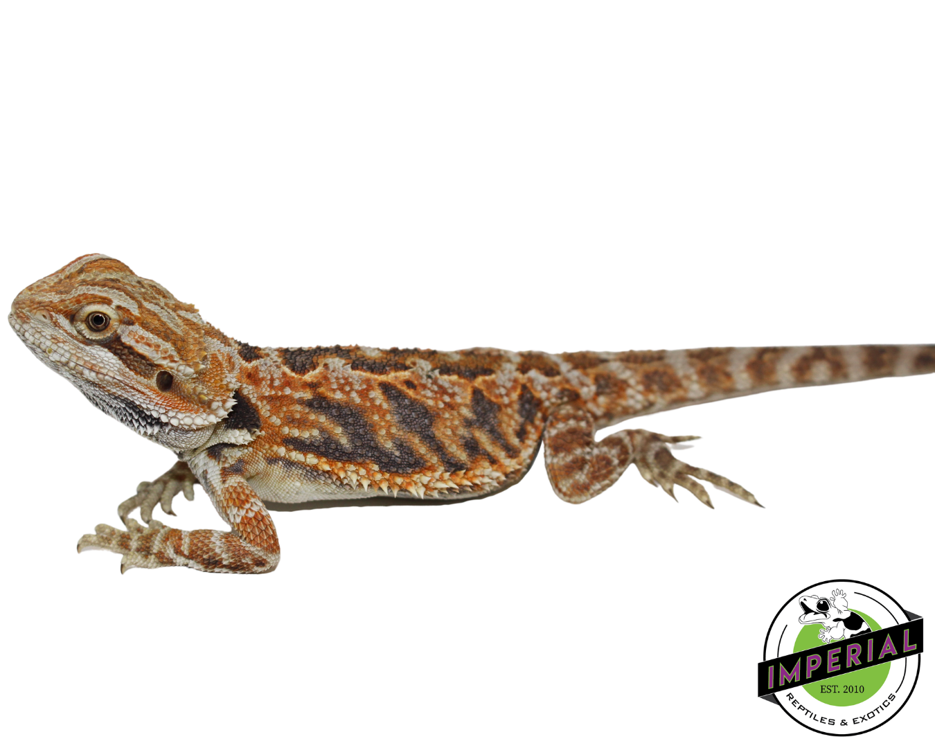 Tiger Bearded Dragon - Image 2