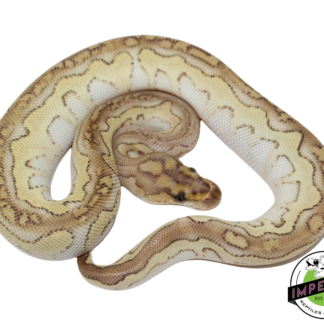Butter Clown Ball Python Baby