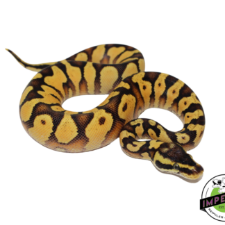Pastel Enchi Yellowbelly Ball Python Baby
