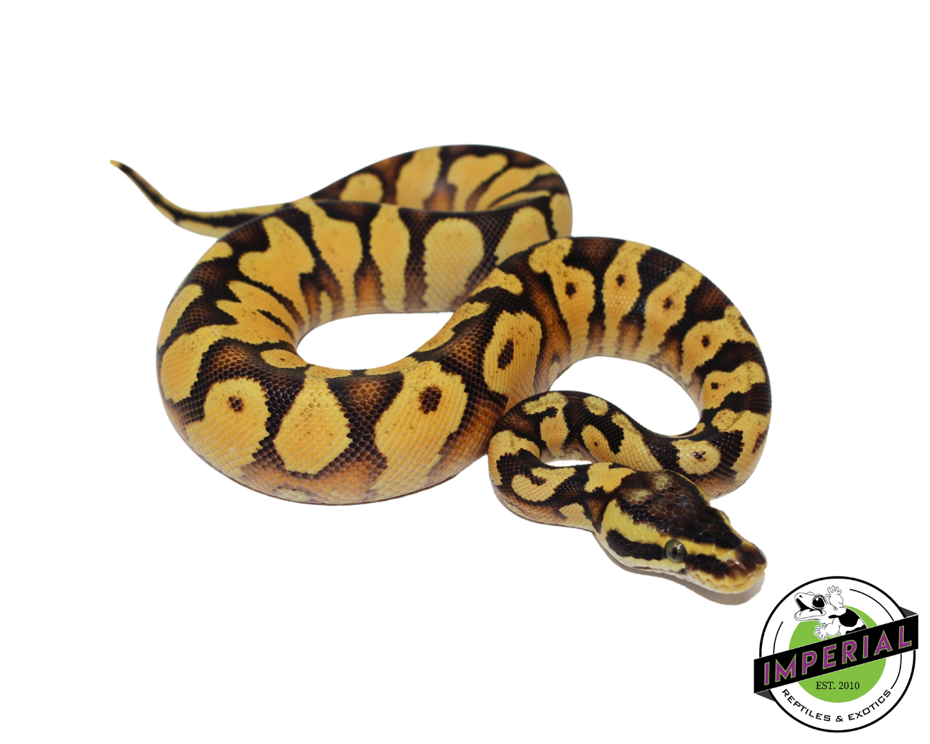 Pastel Enchi Yellowbelly Ball Python Baby