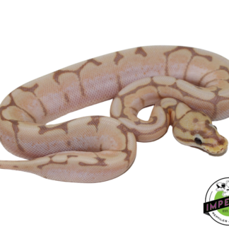 Banana Spider Ball Python Baby