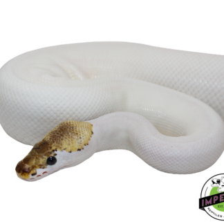 Spied Ball Python Adult