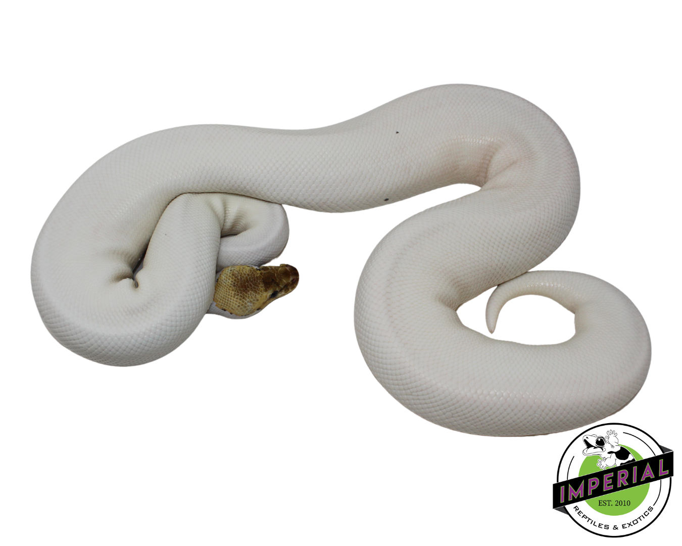 Spied Ball Python Adult - Image 3