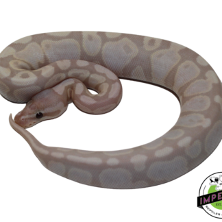 Super Banana Ball Python