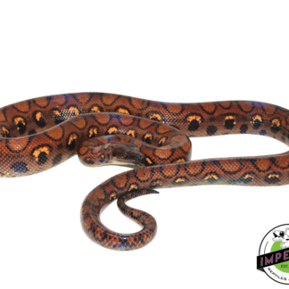 Brazilian Rainbow Boa Adult