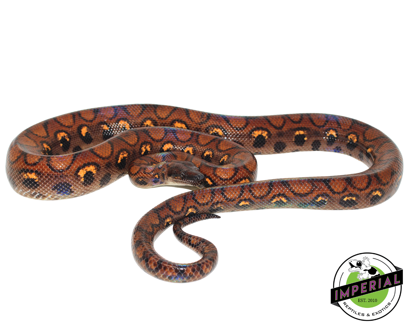 Brazilian Rainbow Boa Adult