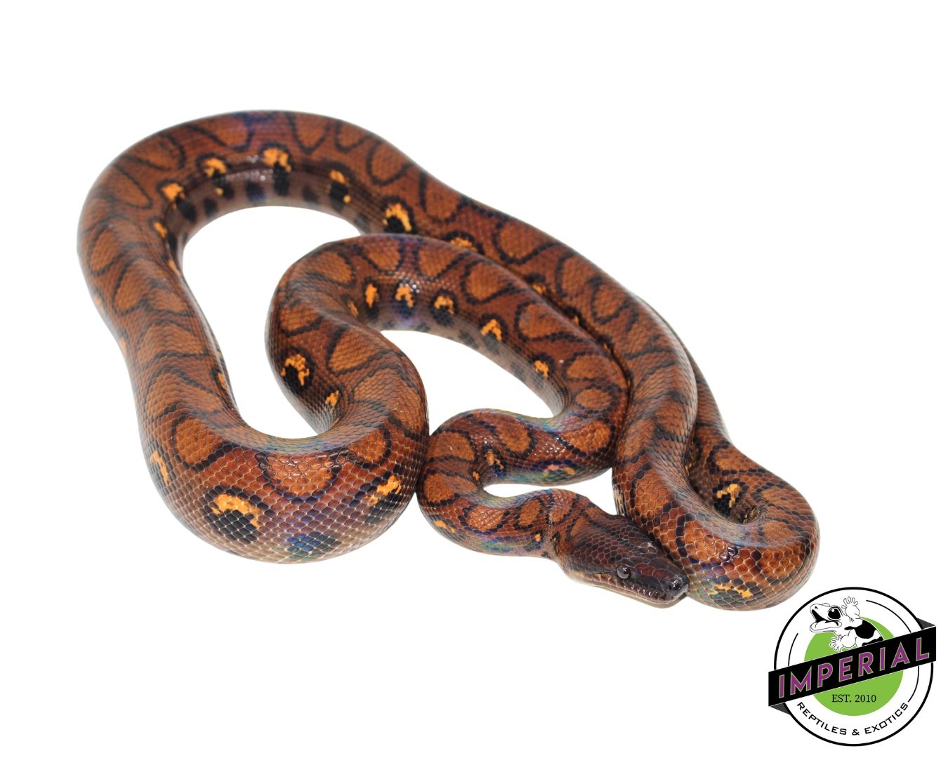 Brazilian Rainbow Boa Adult - Image 2