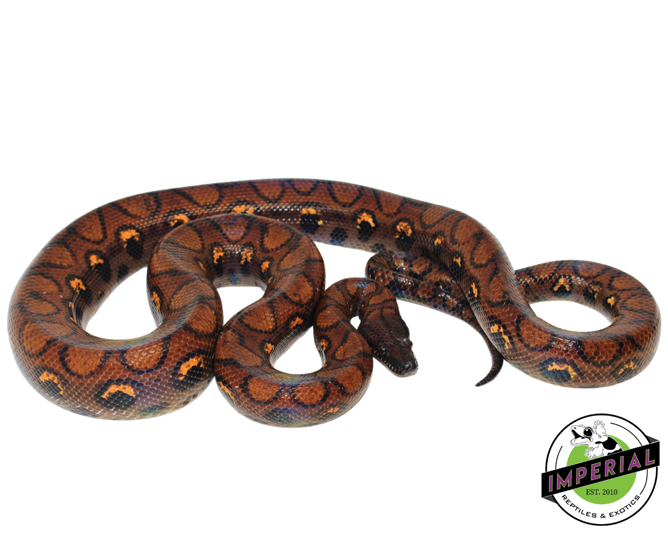 Brazilian Rainbow Boa Adult - Image 3