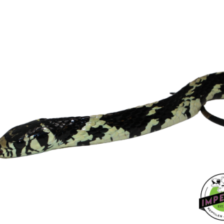 Guyana Tiger Rat Snake