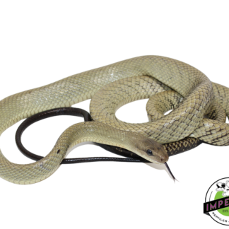 Celebes Black-Tailed Ratsnake Male (#21224-02)