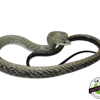 Celebes Black-Tailed Ratsnake Pair (#21224-01)